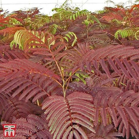 Albizia Julibrissin 'Summer Chocolate' - Image 2
