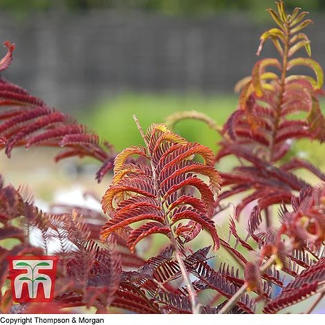 Albizia Julibrissin 'Summer Chocolate' - Image 3