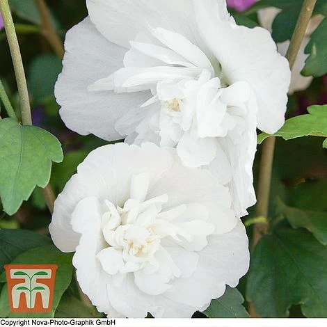Hibiscus Syriacus 'White Chiffon'