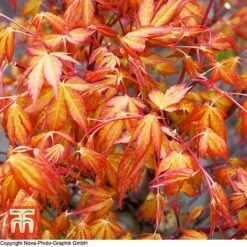 Acer Palmatum 'Katsura'