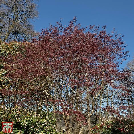 Acer Palmatum 'Trompenburg'
