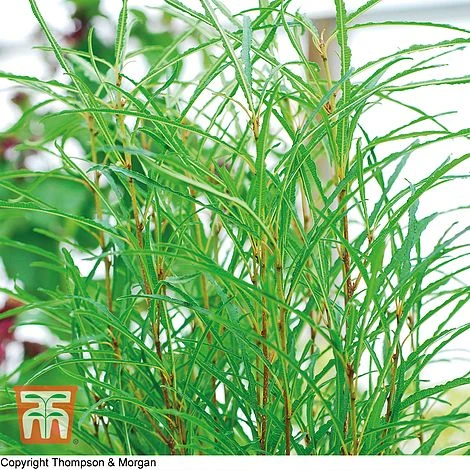 Frangula Alnus 'Fine Line'