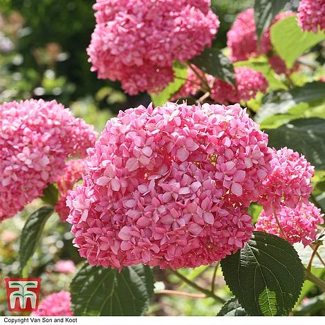 Hydrangea Arborescens 'Pink Annabelle' - Image 2