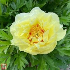 Peony 'Bartzella'