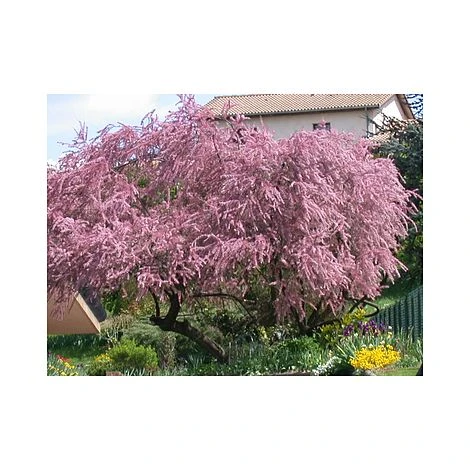 Tamarix Tetrandra - Image 2