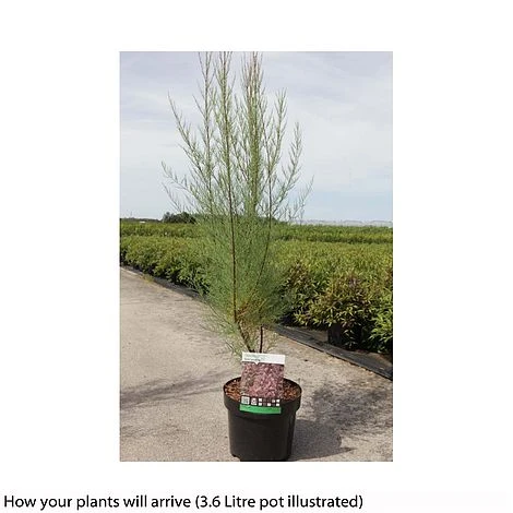 Tamarix Tetrandra - Image 3