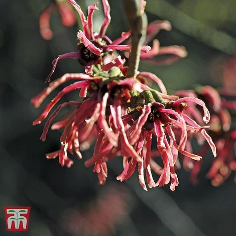 Hamamelis X Intermedia 'Ruby Glow' - Image 2