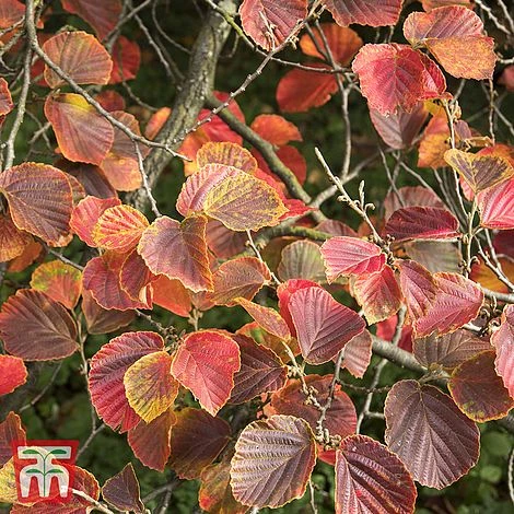 Hamamelis X Intermedia 'Ruby Glow' - Image 3