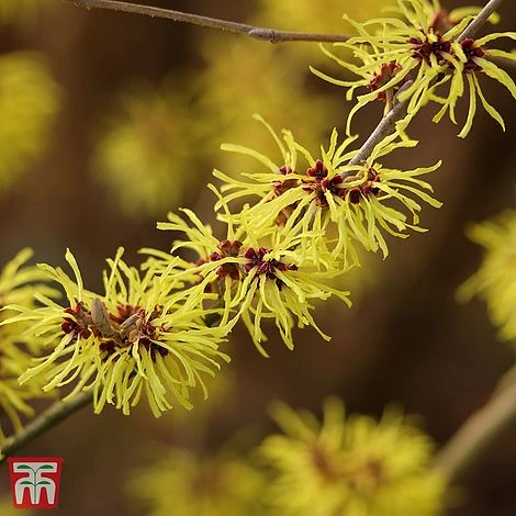 Hamamelis X Intermedia 'Ruby Glow' - Image 4