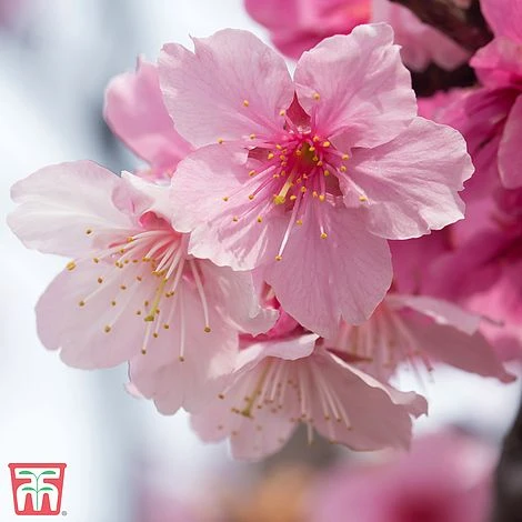 Prunus Nipponica Var. Kurilensis 'Ruby' - Image 2