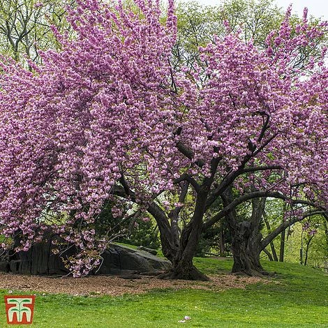 Prunus 'Kanzan' - Image 3