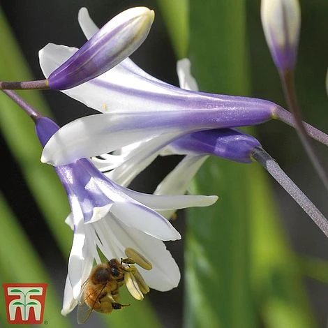 Agapanthus 'Fireworks' - Image 10