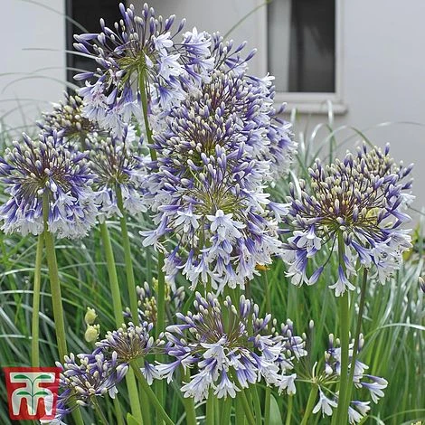 Agapanthus 'Fireworks' - Image 11