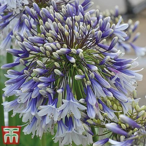 Agapanthus 'Fireworks' - Image 12