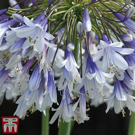 Agapanthus 'Fireworks' - Image 14