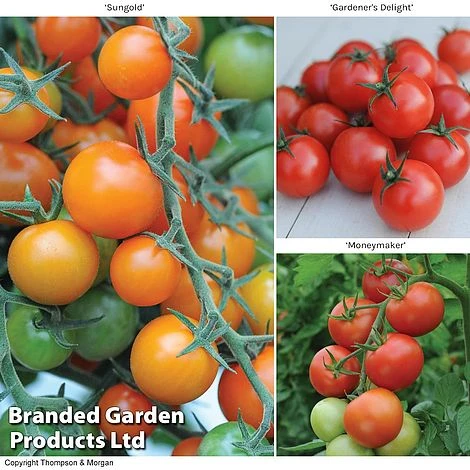 Tomato Value Collection