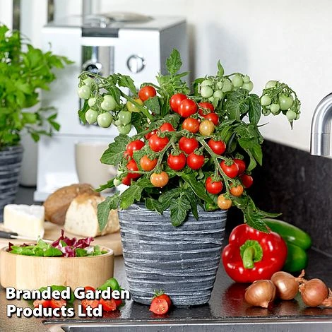 Tomato 'Ponchi-Fa' - Image 2