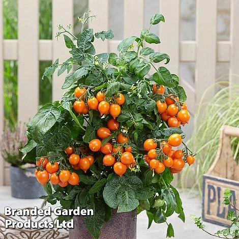 Tomato 'Dora Orange' - Image 2