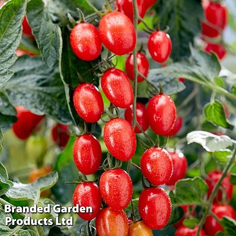 Tomato 'Tutti Frutti Grape' (Grafted) - Image 2