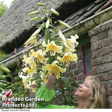 Soaring Tree Lily Collection - Image 2