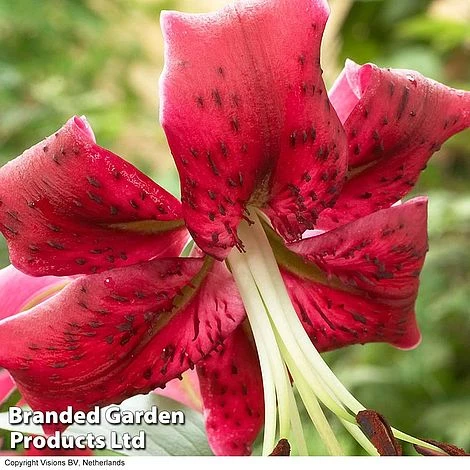 Soaring Tree Lily Collection - Image 3