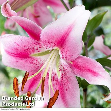 Soaring Tree Lily Collection - Image 4