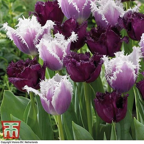Tulip 'Black Cherry Frost' - Image 2