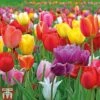 Tulip 'Majestic Mix'