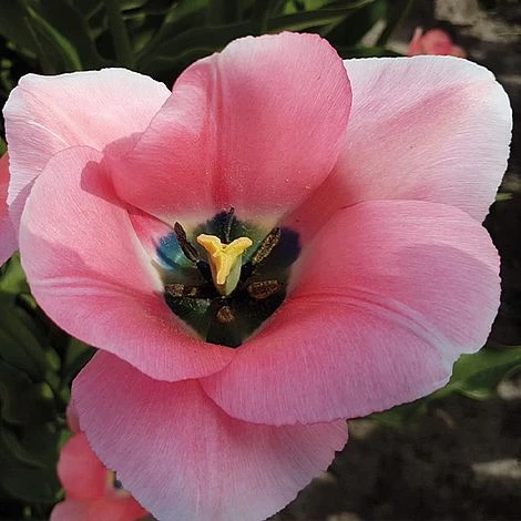 Tulip 'Bella Blush' - Image 2