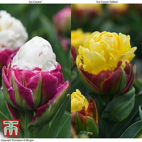 Tulip 'Ice Cream Duo'