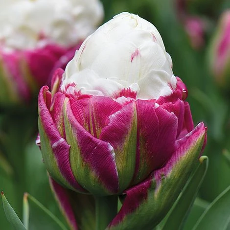 Tulip 'Ice Cream Duo' - Image 2
