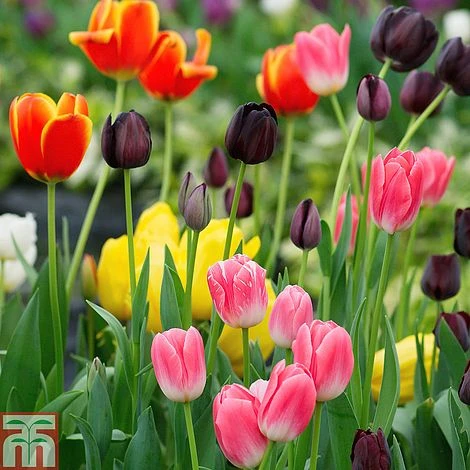Tulip 'Full Border Mix' - Image 3