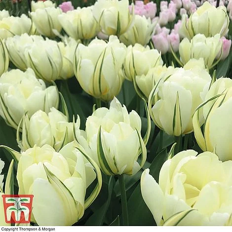 Tulip 'Queensday' And 'White Valley' Collection - Image 2