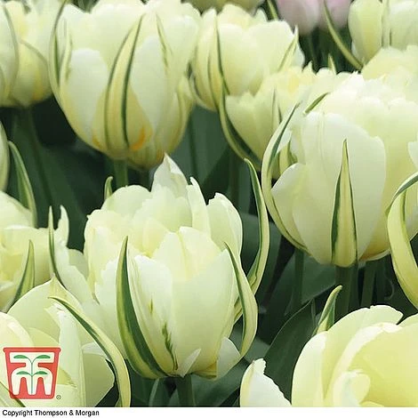 Tulip 'Queensday' And 'White Valley' Collection - Image 3