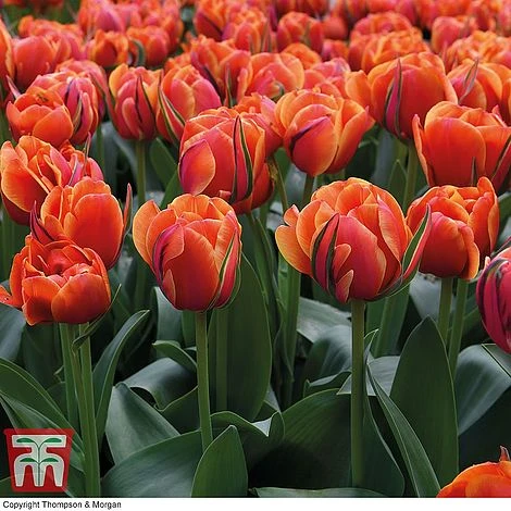 Tulip 'Queensday' And 'White Valley' Collection - Image 5
