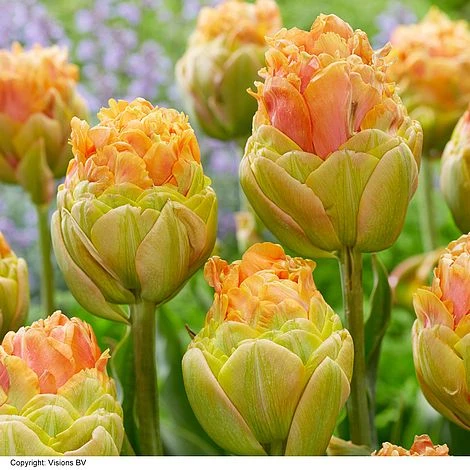 Tulip 'Le Lavandou®'
