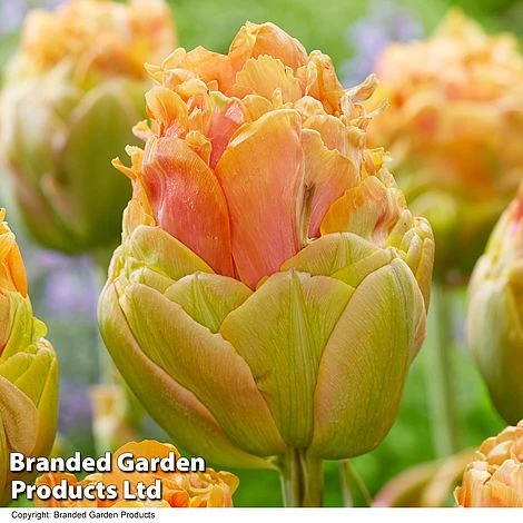 Tulip 'Le Lavandou®' - Image 2