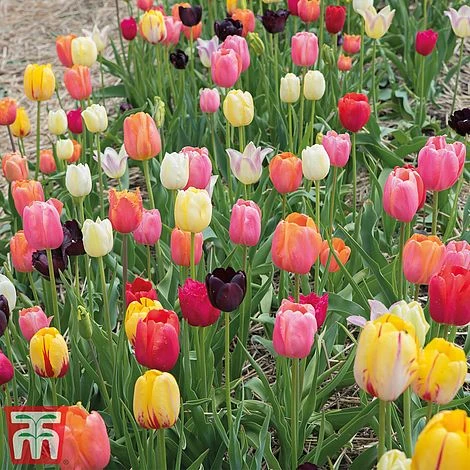 Tulip 'Full Border Mix' - Image 2