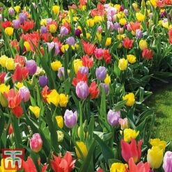 Tulip 'Full Border Mix'