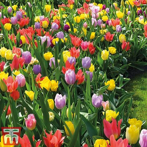 Tulip 'Full Border Mix'