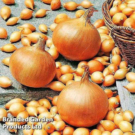 Onion Triple Pack (Spring) - Image 2