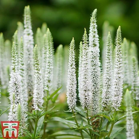 Veronica Spicata 'Snow Candles'