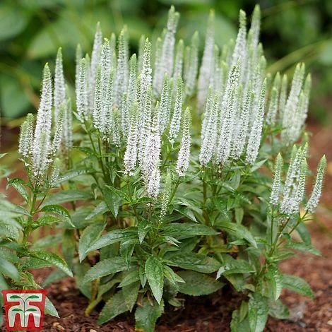 Veronica Spicata 'Snow Candles' - Image 2