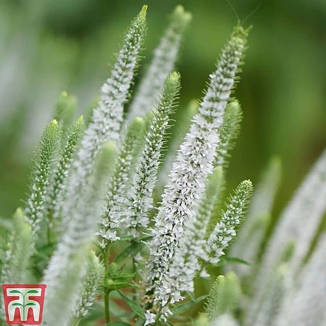 Veronica Spicata 'Snow Candles' - Image 3