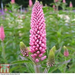 Veronica X Media 'First Love'