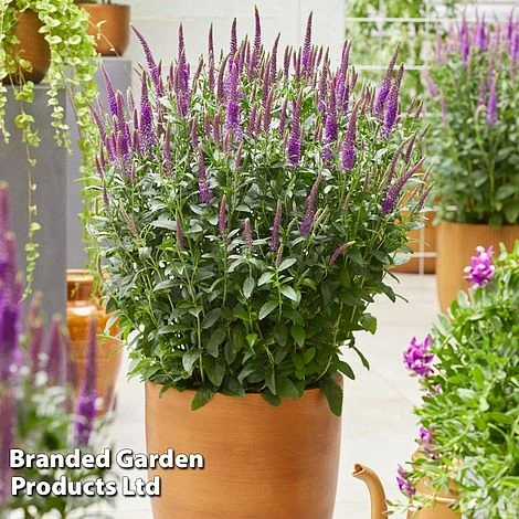 Veronica Purplegum Candles - Image 2