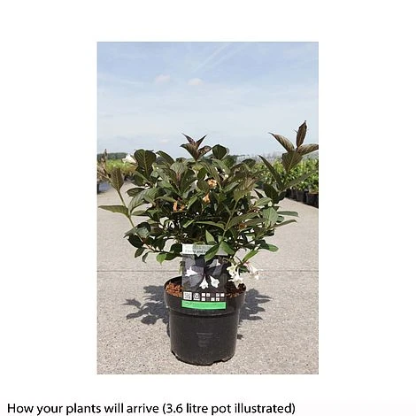 Weigela 'Ebony And Ivory' - Image 2