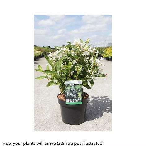 Weigela Florida 'Milk And Honey' - Image 3