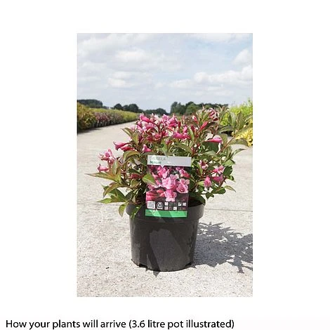 Weigela 'Minuet' - Image 2