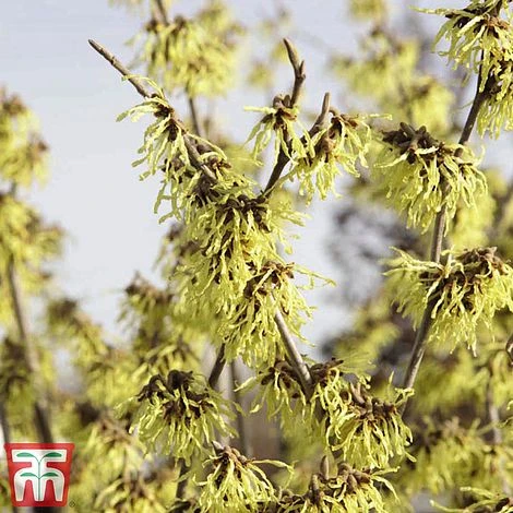 Hamamelis X Intermedia 'Arnold Promise' - Image 2
